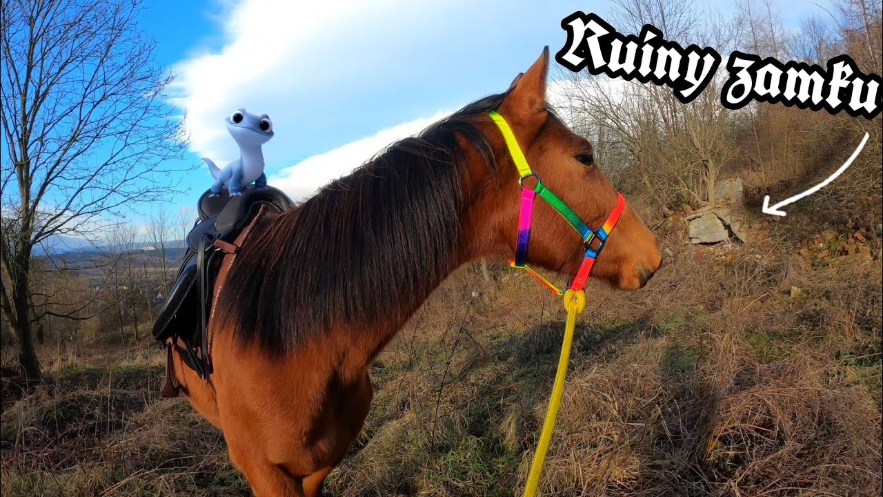 Hakuś idzie na spacer z siodłem ! *gonimy sarnę*