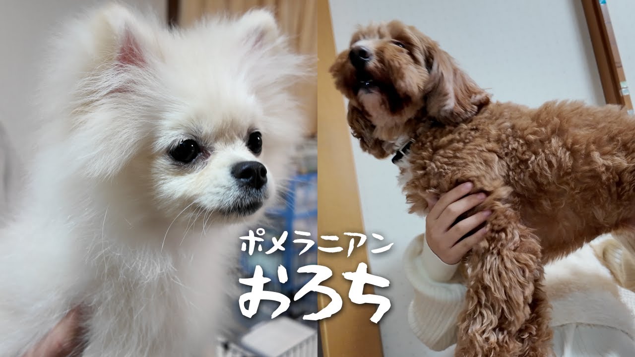 実家の犬と仲良くなりたいが絶妙な距離を取られるポメラニアン
