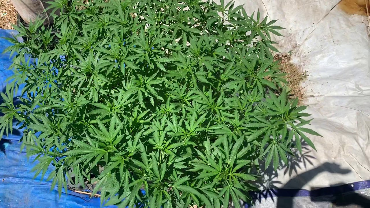 2019 Outdoor Grow 🌱🙏🏻🌞 Growing Organic 🌱🙏🏻🌞