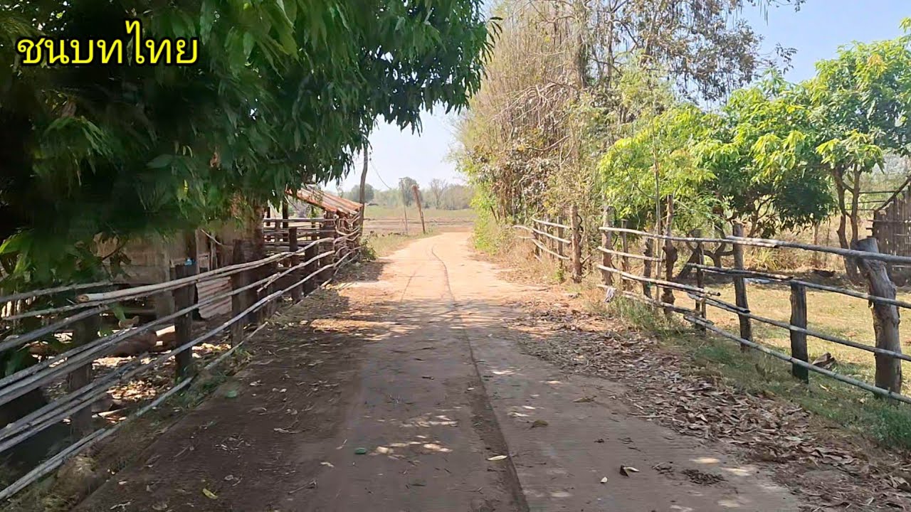 บ้านดอนนางนิล ตำบลพะลาน อำเภอนาตาล จังหวัดอุบลราชธานี เส้นทางดินแดงสวยงามดอกสะแบงเต็มต้น