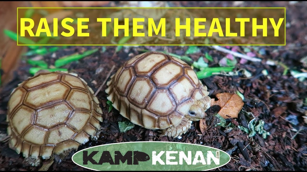 Sulcata Tortoise Health
