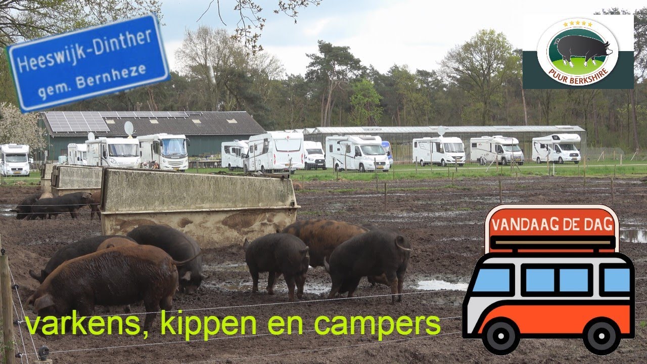 Heeswijk-Dinther | Varkens, kippen en campers