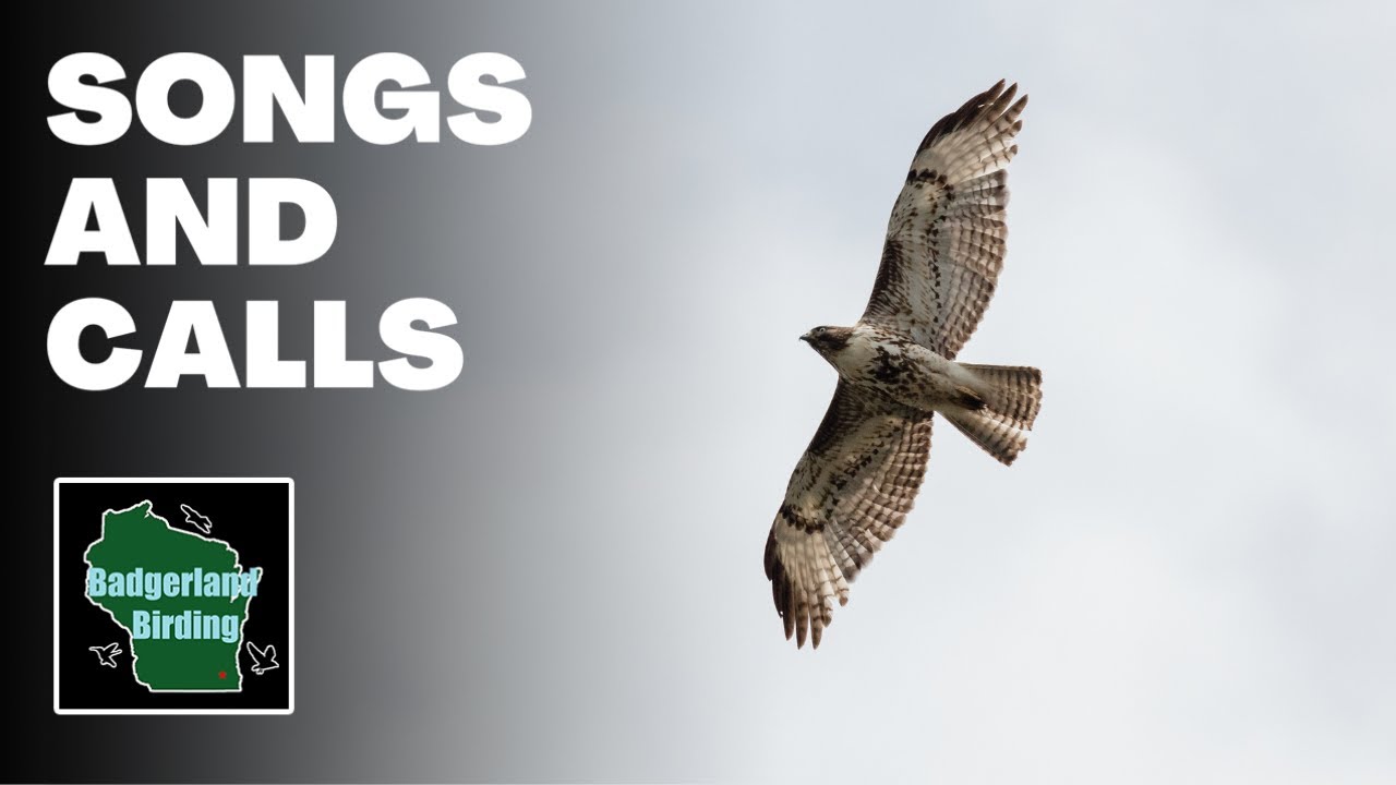 Red-tailed Hawk Scream and Call