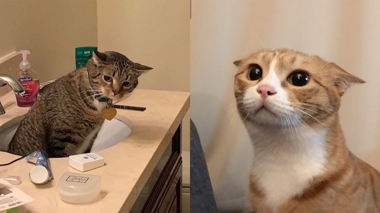 Top Funniest Pet Antics &ndash; Non-Stop Laughter Guaranteed!