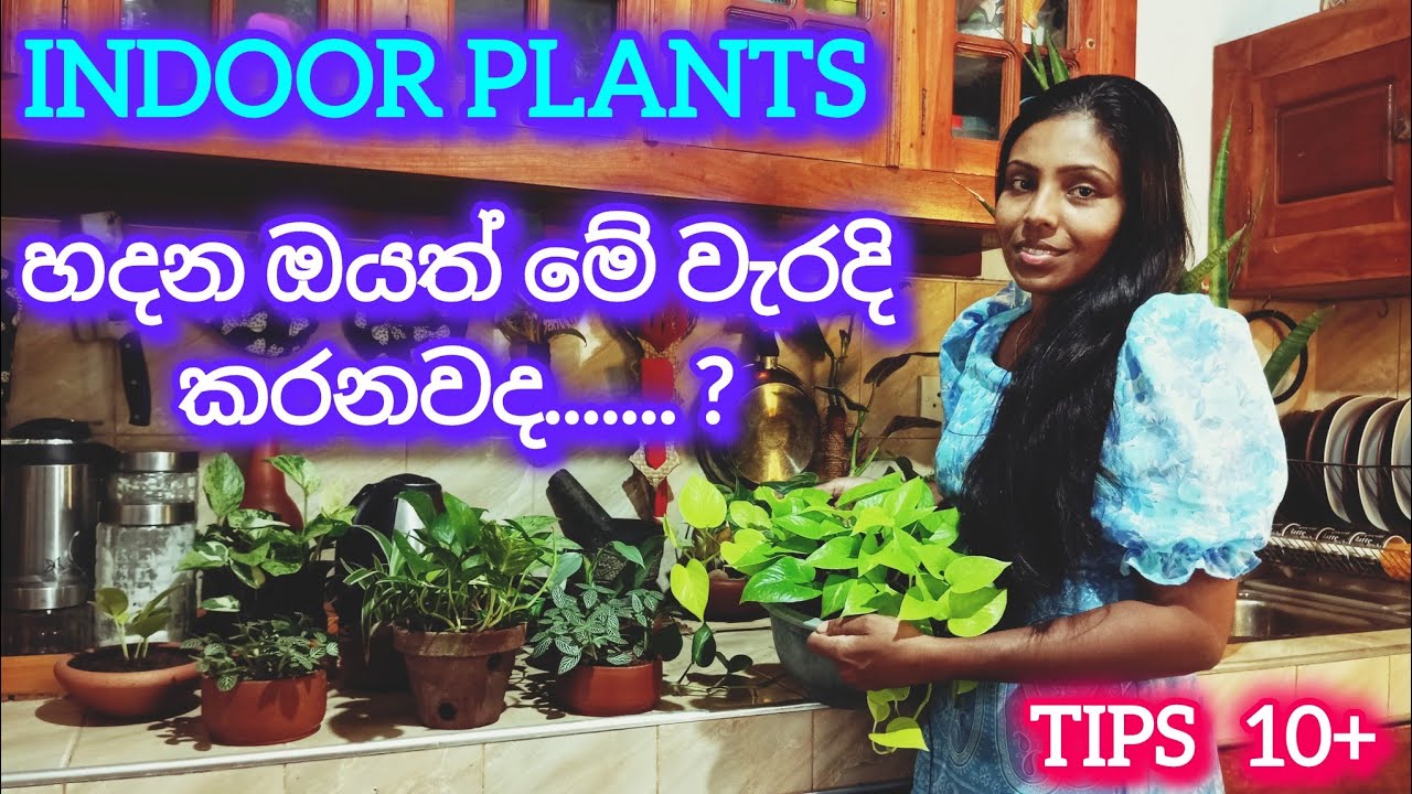 ගෙදර හැඩ කරන Indoor plants හරියටම හදන හැටි....ඔයාලා අහපු හැම ප්‍රශ්නෙකටම පිළිතුරු ...10+ Tips 🌳 🌳🌸🌳🌳