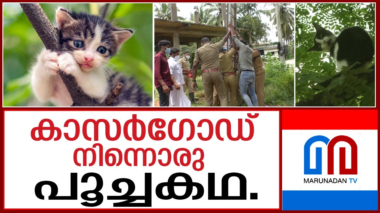 മരത്തിൽ കുടുങ്ങിയ പൂച്ചയെ രക്ഷിക്കാൻ നാട്ടുകാരും ഫയർഫോഴ്സും ഒന്നിച്ചപ്പോൾ I Funny Cat story