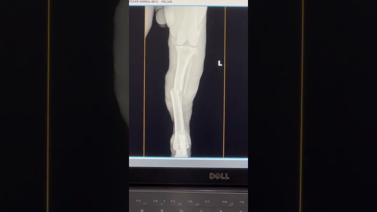 Fractura de tibia en D&oacute;berman #veterinary #doberman