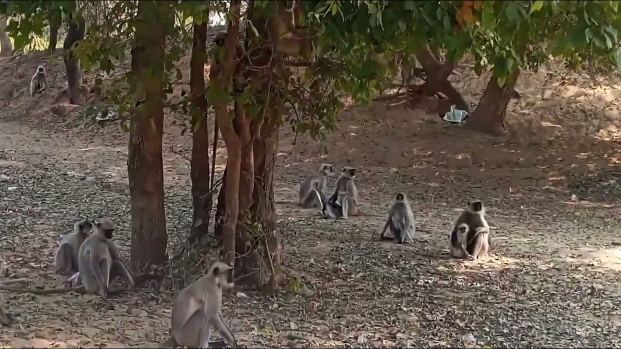 Group Of Monkeys With Their Small Babies 🐒🐵🐒