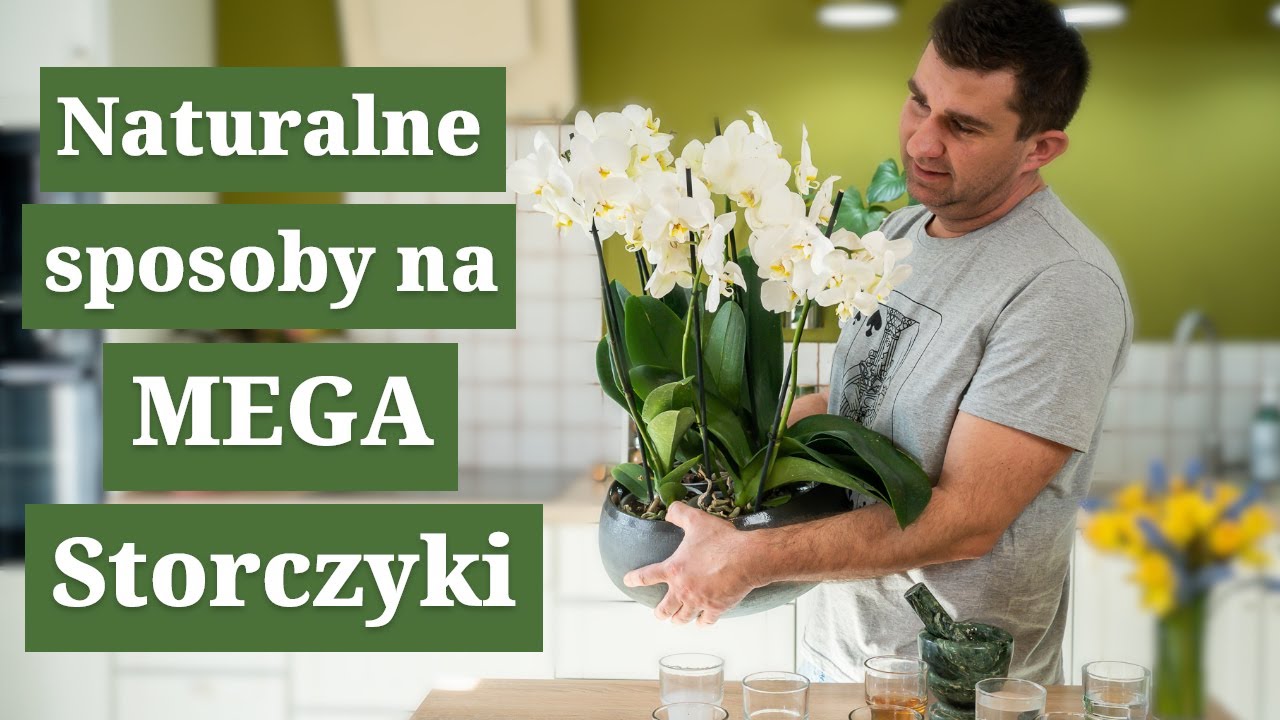 8 sposobów na piękne storczyki. Jak pielęgnować storczyki, by rosły jak szalone
