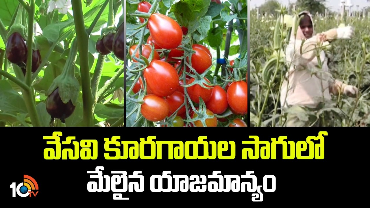 వేసవి కూరగాయల సాగులో మేలైన యాజమాన్యం | Vegetable Cultivation In Summer | Matti Manishi | 10TV