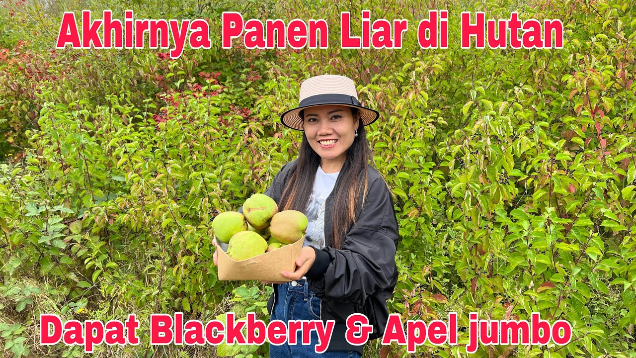 Akhirnya Panen Liar di Hutan! Dpt BlackBerry & Apel Jumbo sampai keroken 😂
