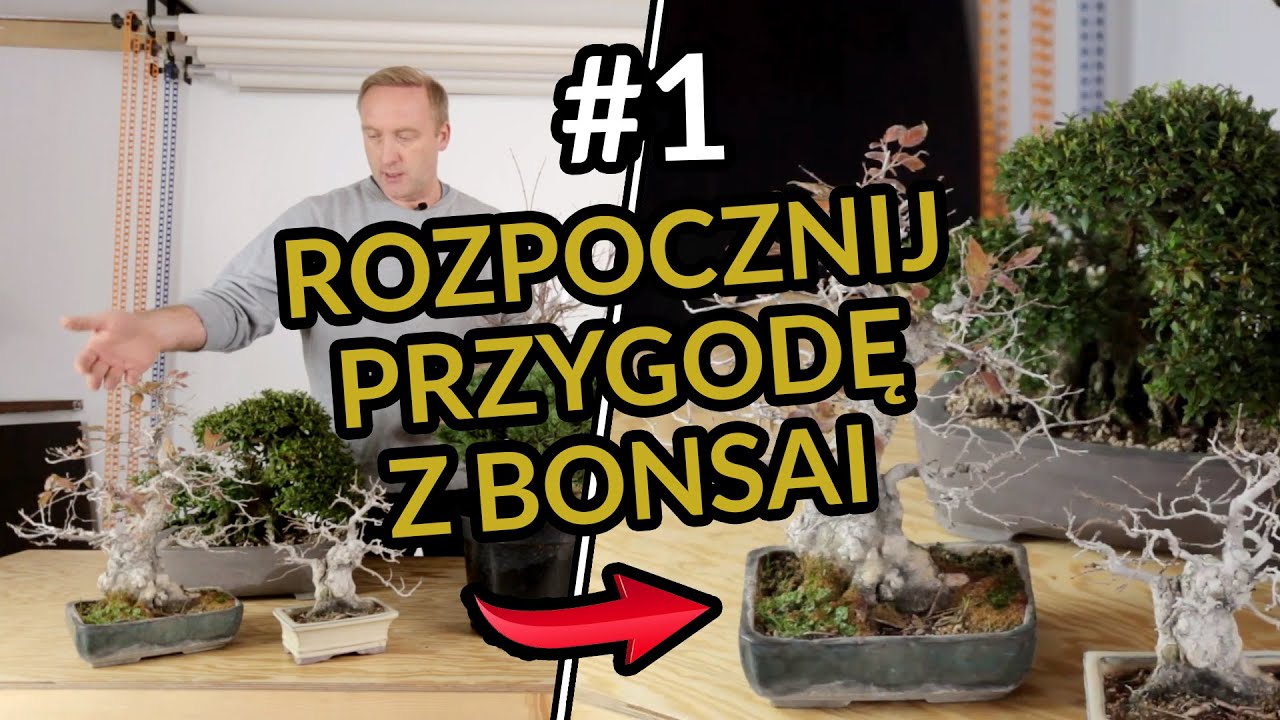 SKĄD bierze się MATERIAŁ na BONSAI? Ibuki #1