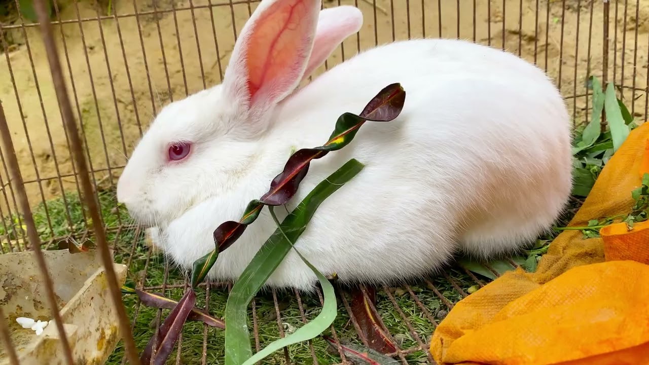 Beautiful Animal Sounds (Rabbit) | Rabbit Sounds Effects #rabbit#80#rabbitrescue
