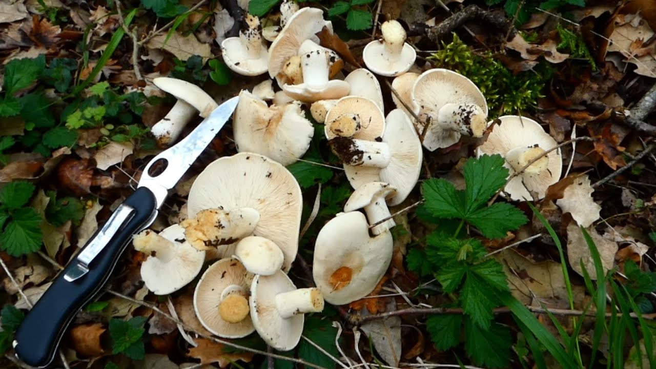 Calocybe gambosa 2022