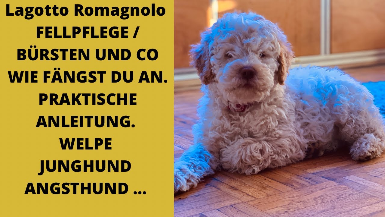 Lagotto Romagnolo Fellpflege der richtige Anfang! Egal wie alt Dein Lagotto ist.