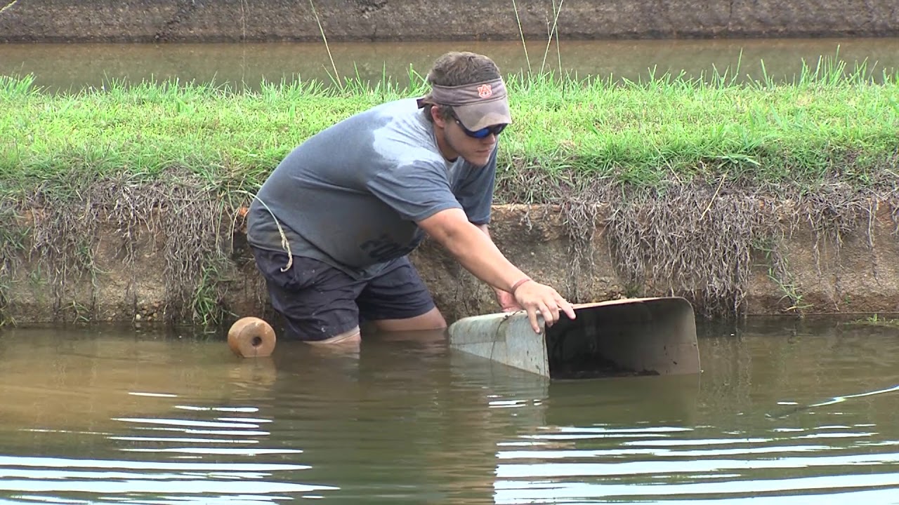 Placing spawning cans for channel catfish
