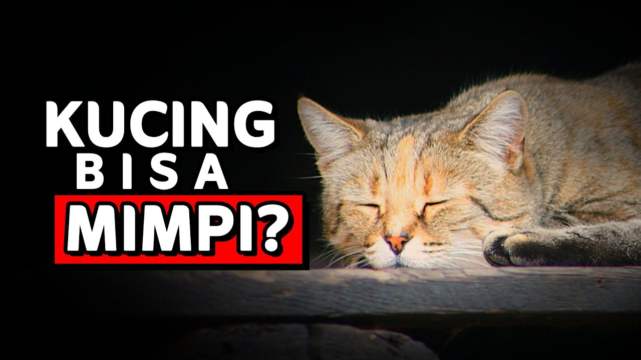 Apakah Kucing BISA MIMPI?