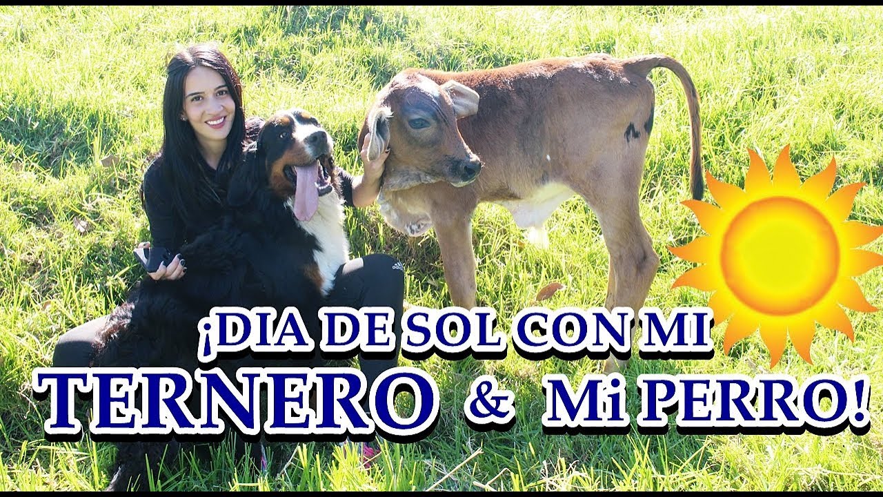 UN DÍA DE SOL CON MI TERNERO Y MI PERRO BARRY - ADRILATINATV
