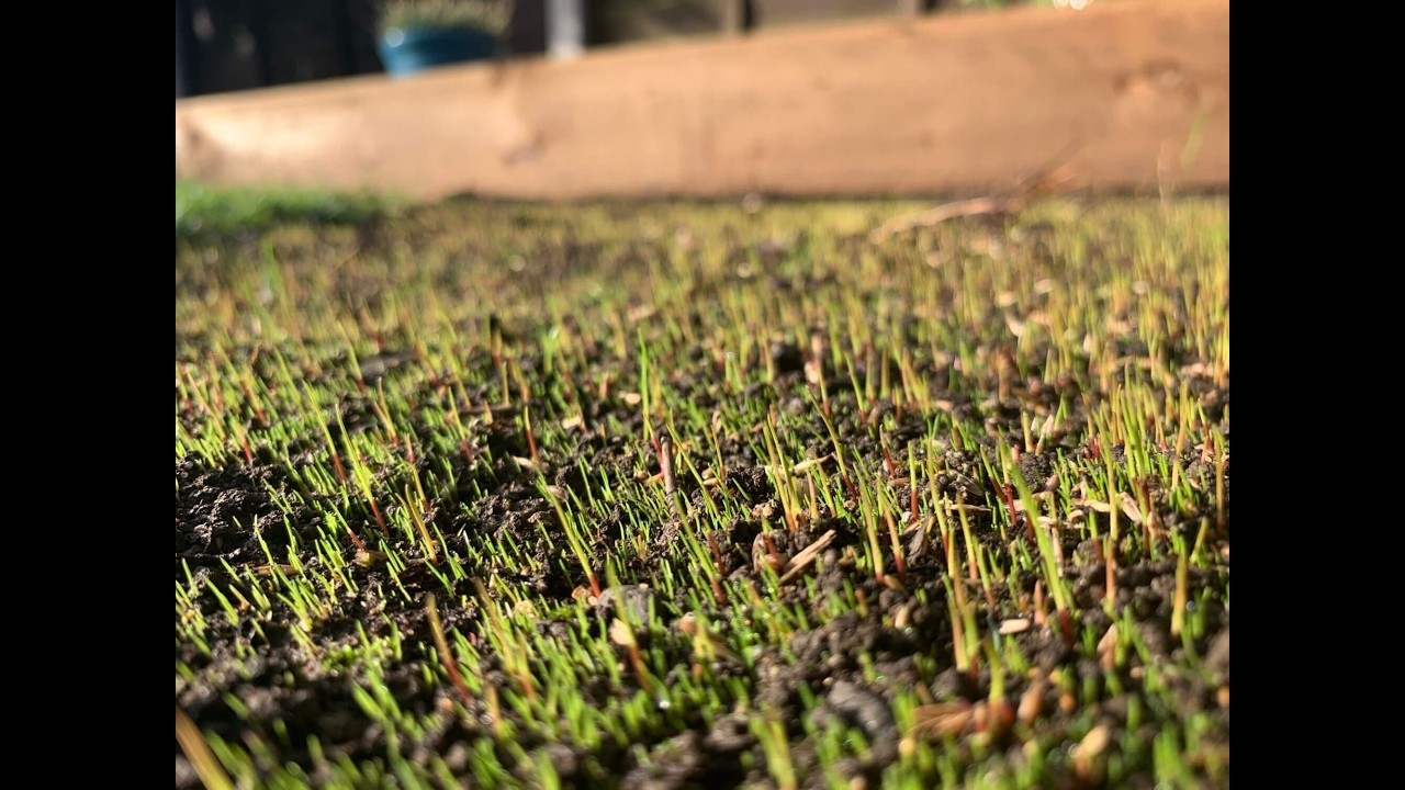Rasen neu säen – Die perfekte Grünfläche mit Werk & Wiese