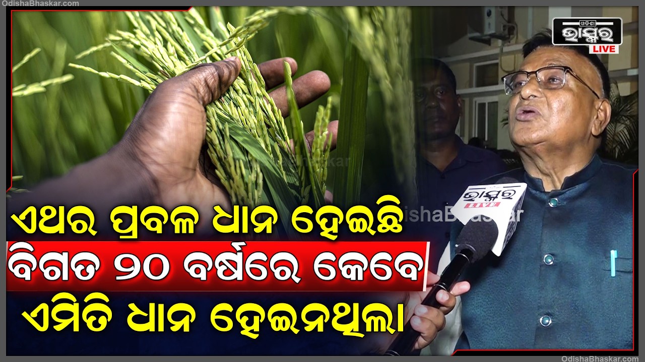 ୮୦୦ ଟଙ୍କା ବୋନସ ପାଇଁ ଏଥର ପ୍ରବଳ ଧାନ ହେଇଛି...ବିଗତ ୨୦ ବର୍ଷରେ କେବେ ଏମିତି ଧାନ ହେଇନଥିଲା