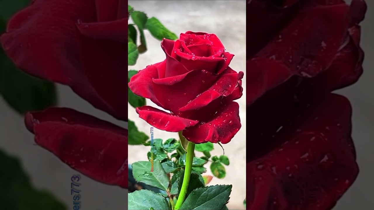 The Beauty of Roses 🌹 | Peaceful Garden Relaxation Video