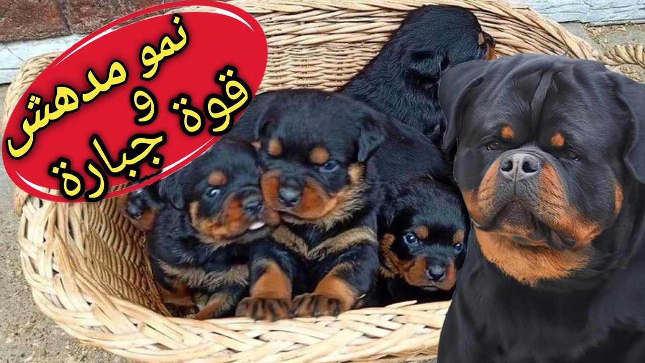 الجراوي العملاقة | سر تضخيم و تقوية جراوي | كلاب الروت وايلر في أيام معدوده .. روت وايلر