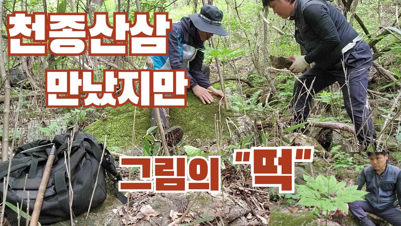 가질 수 없는 천종산삼, 멍하니 보고만 왔습니다.