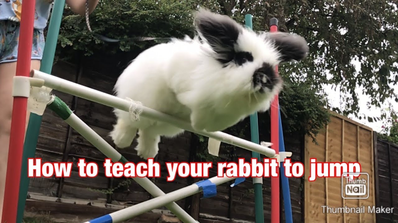 How to train your rabbit to jump
