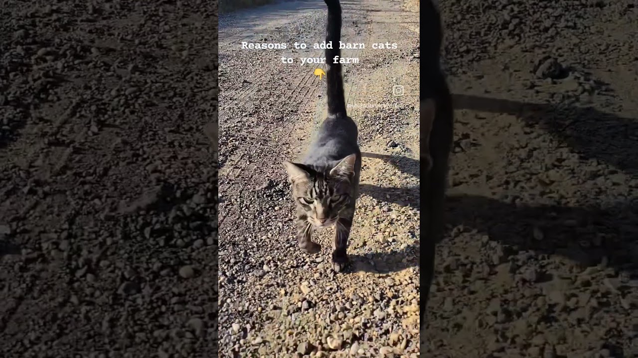 5 REASONS WHY you need barn cats