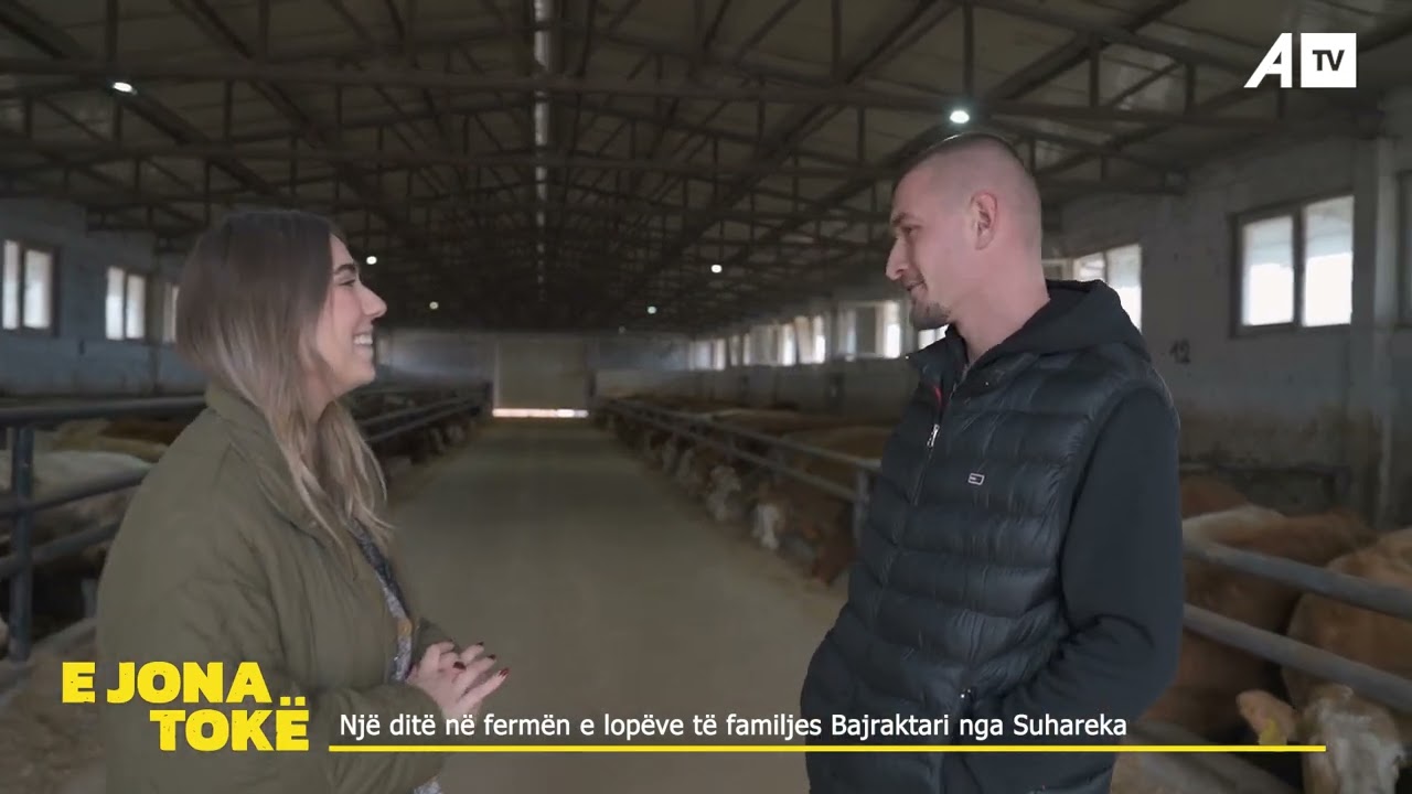 Një ditë në fermën e lopëve të familjes Bajraktari nga Suhareka