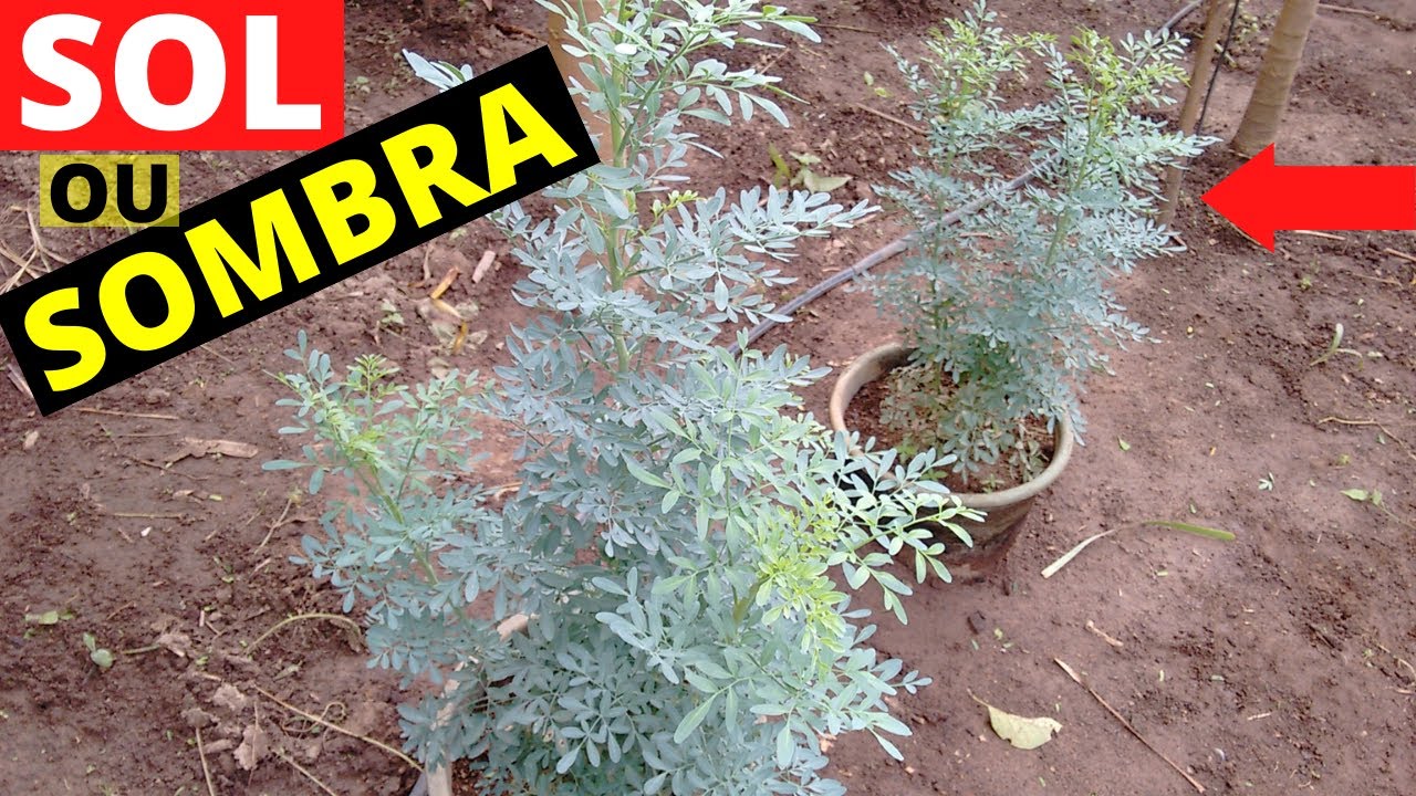 Arruda gosta de sol ou sombra