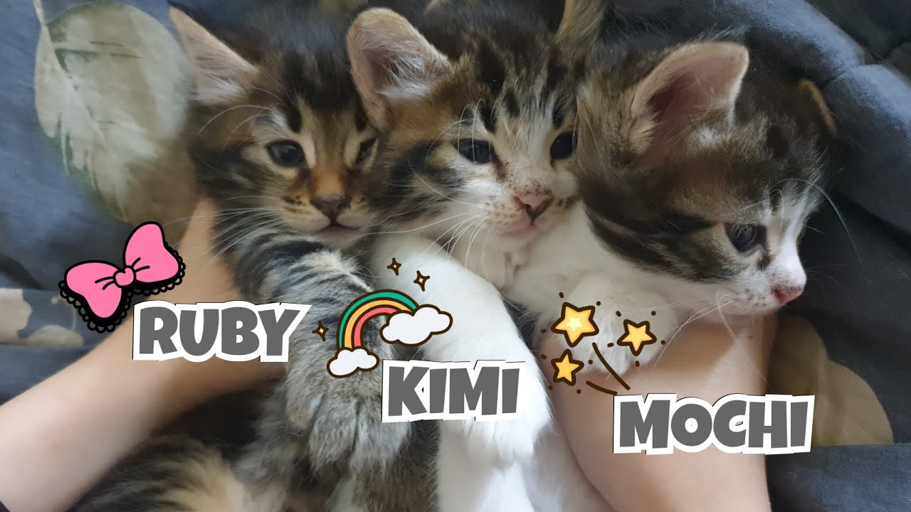 KUMPUL BOCAH : RUBY - MOCHI - KIMI | ANAK KUCING BARU | A DAY IN MY LIFE