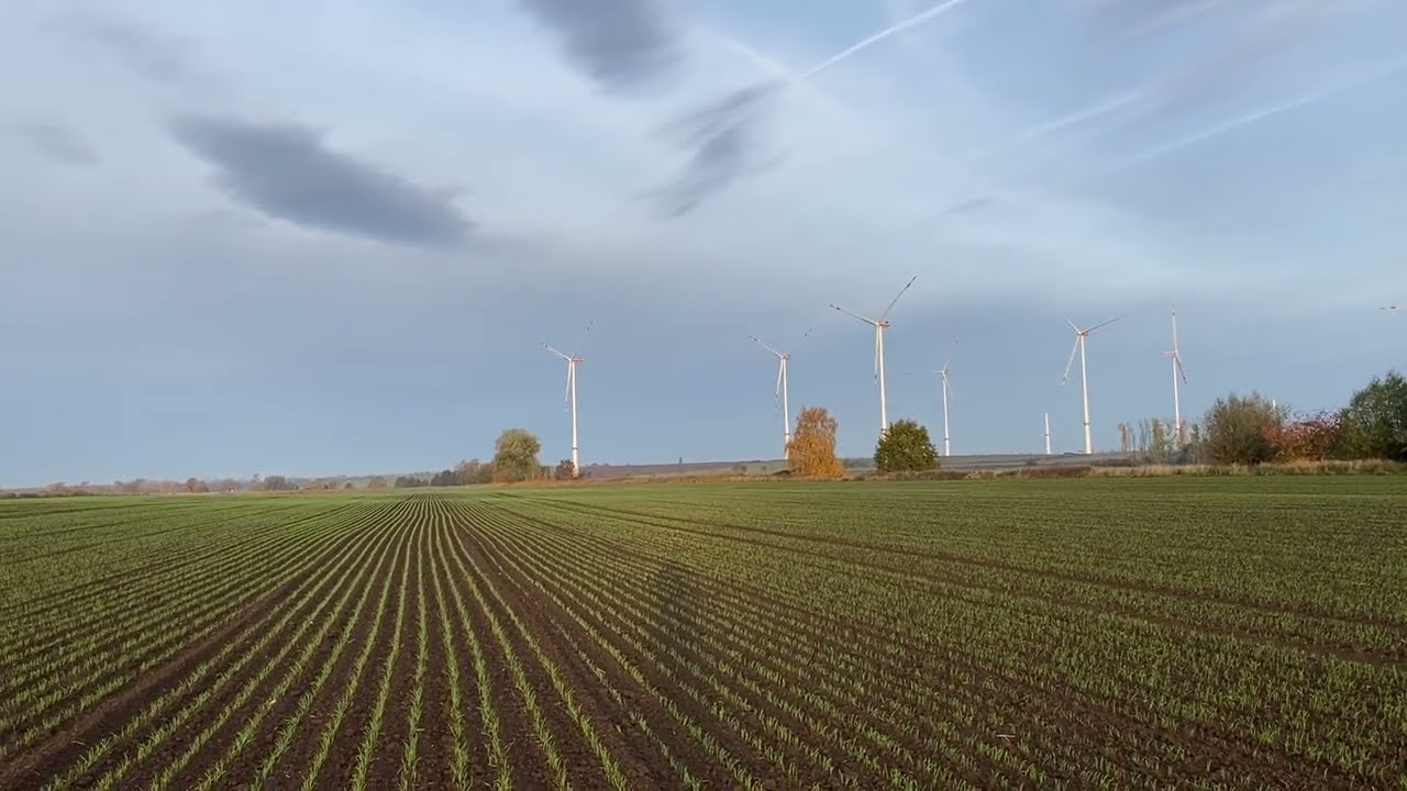 Ausgleich Feldlerche
