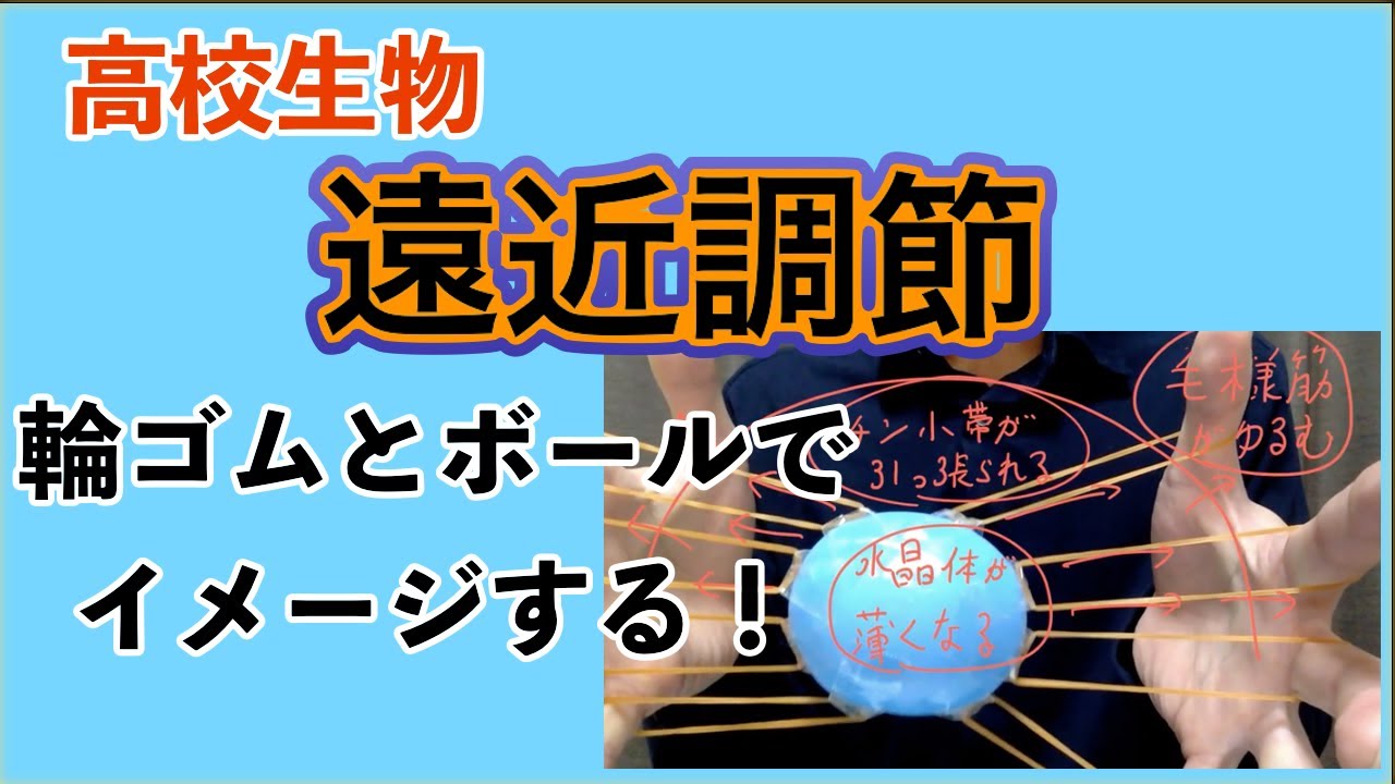 高校生物「遠近調節」