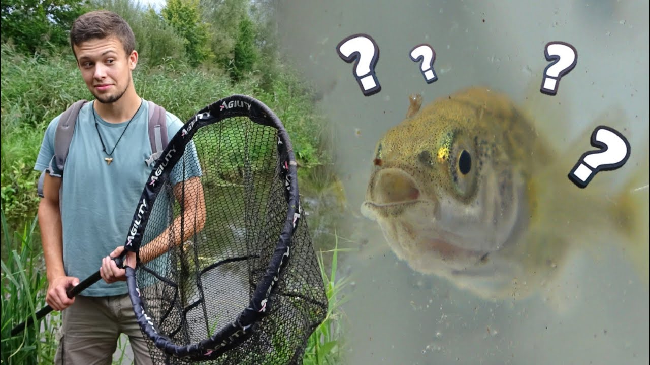 ON PÊCHE LA PLUS petite ESPÈCE DE POISSON DE FRANCE, à la découverte de l'Épinoche et l'Épinochette🎣