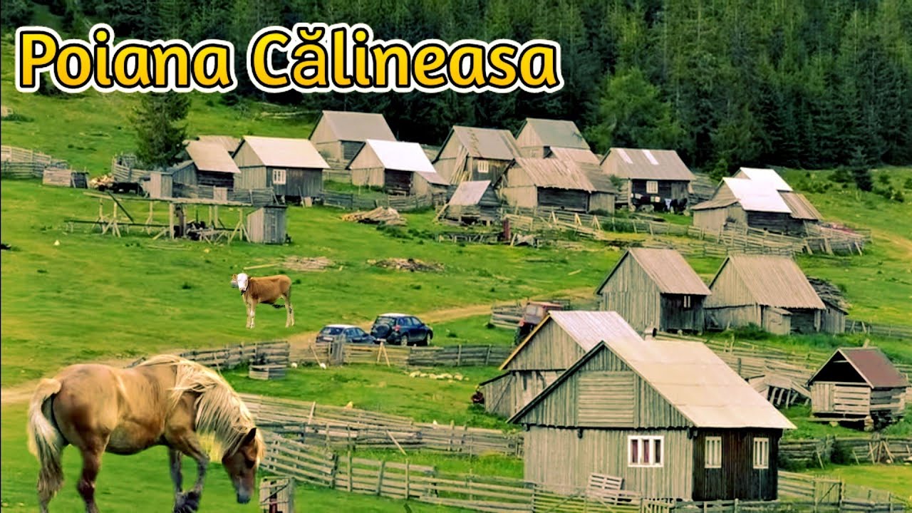 Poiana din Apuseni unde vara moții stau cu animalele - Călineasa | Promovăm România
