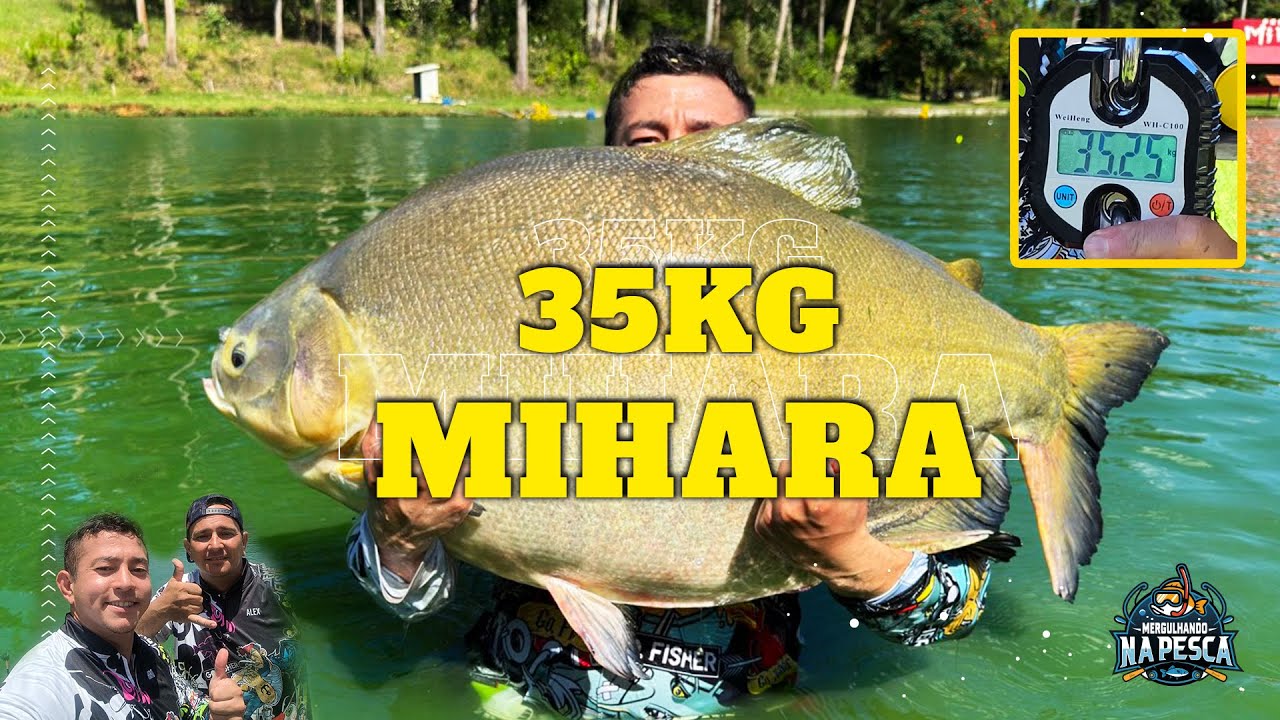 D&aacute; para Acreditar? Um Peixe de 35kg no Mihara - Veja Como Fisguei!