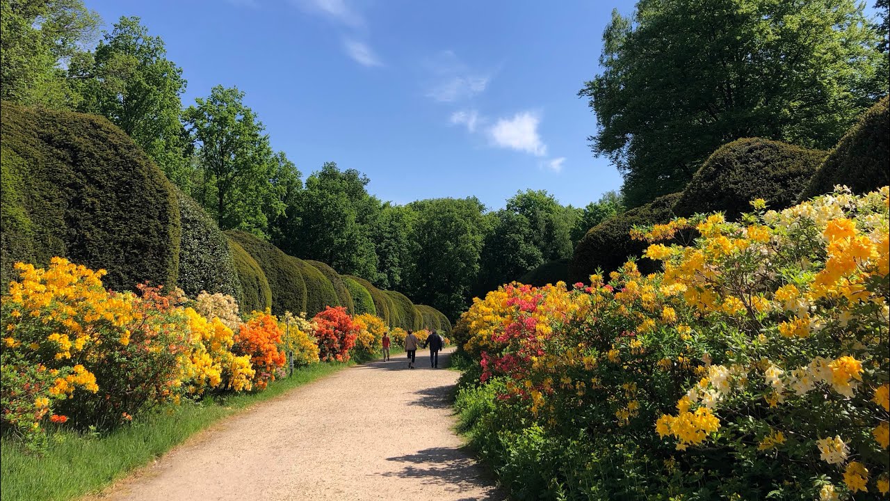 Azalea laantje in volle bloei op Duno in Heveadorp