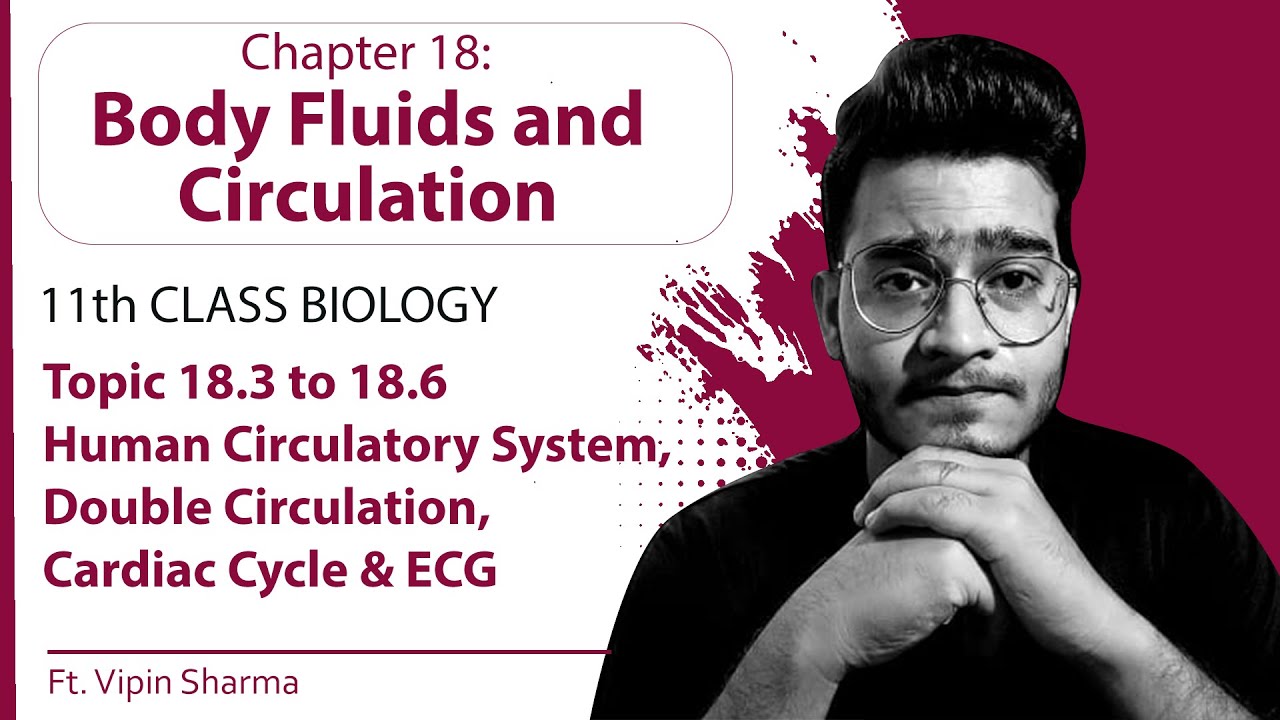 Topic 18.3 to 18.6: Human Circulatory System, Double Circulation, ECG, Cardiac Cycle | 11th Physio