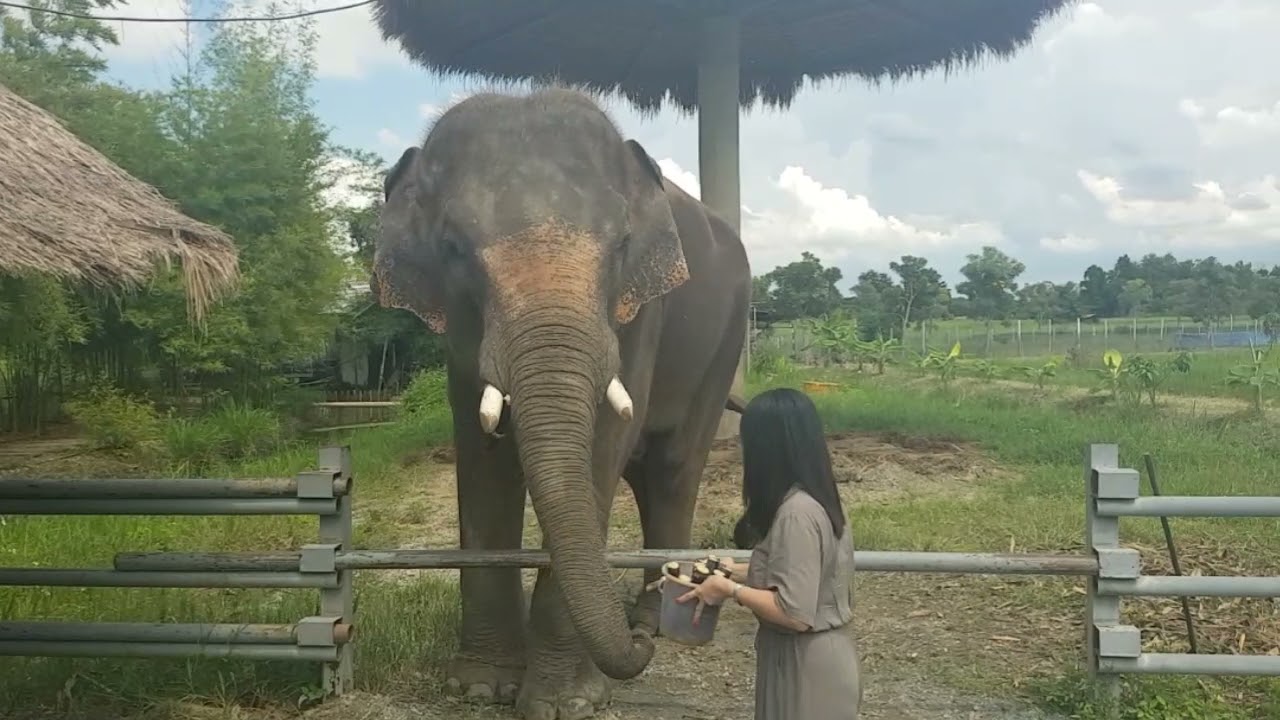 HOW TO FEED ELEPHANT//@BRUCKERChannel
