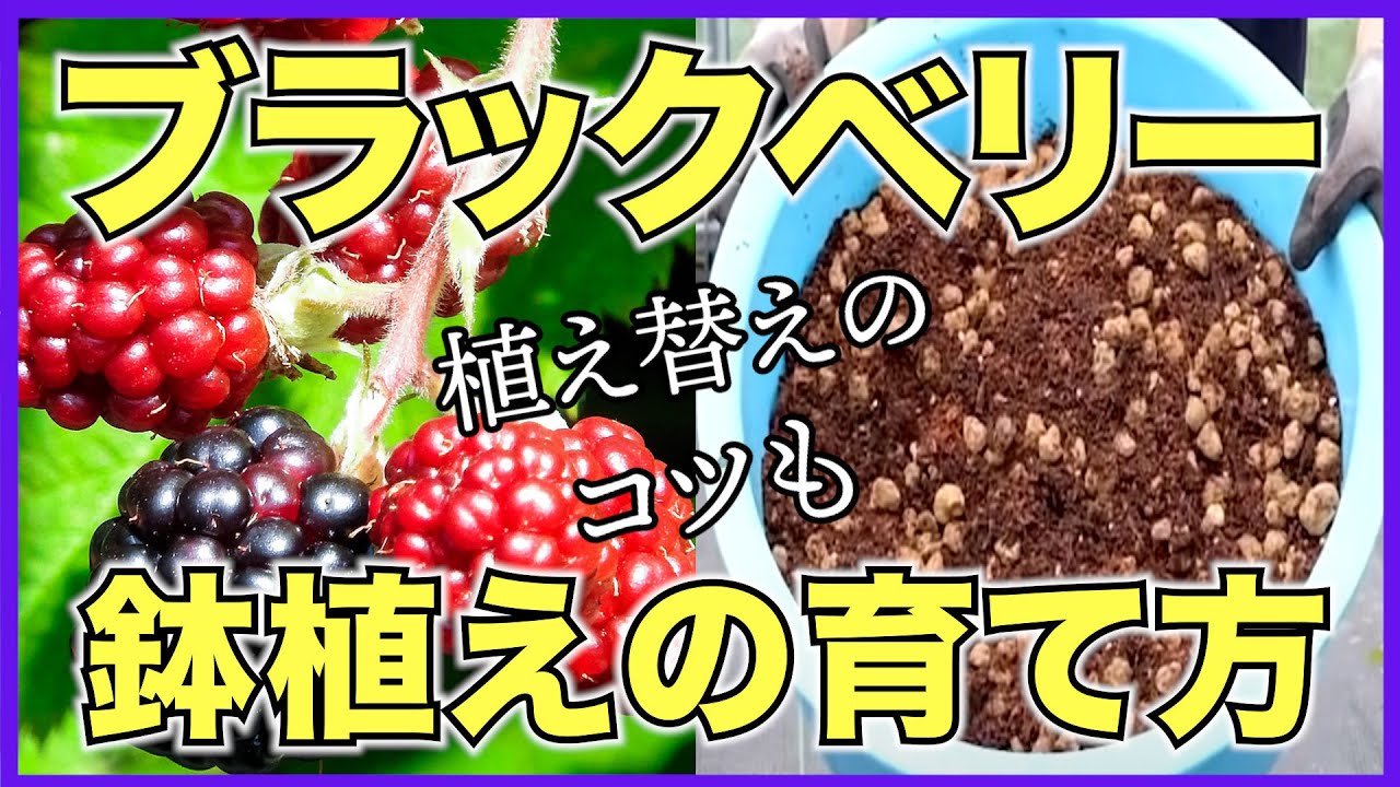 【ブラックベリー】鉢植えで簡単に育てる方法【赤玉土メインの培養土で育てよう】自宅で果樹栽培