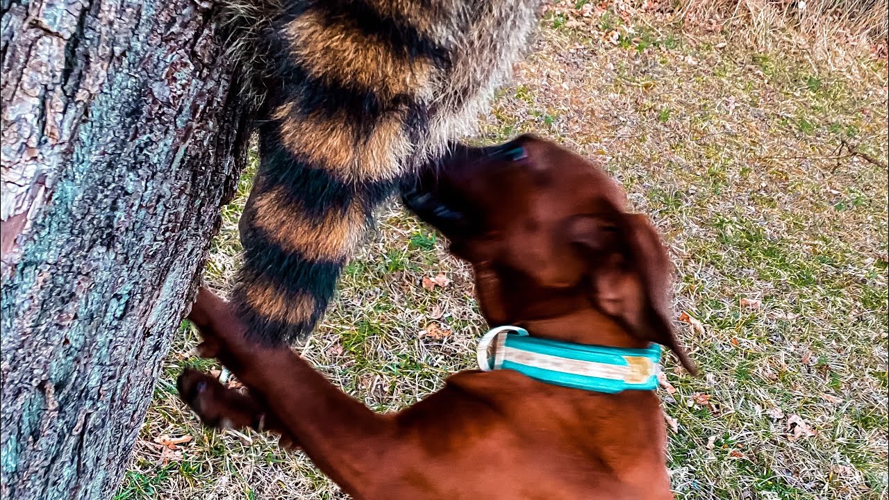 Starting a older pup from scratch (Training a 6 month + coonhound)