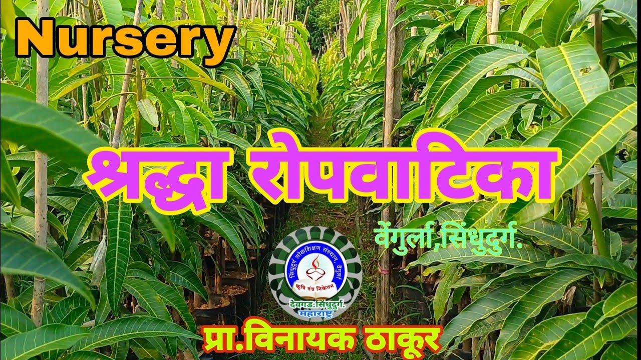 श्रद्धा रोपवाटिका वेंगुर्ला,सिंधुदुर्ग.श्रद्धा  नर्सरी / Shraddha nursery's plants 2022