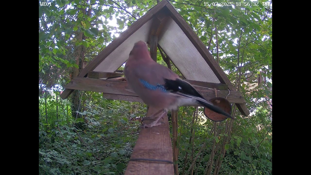 our jay is moulting