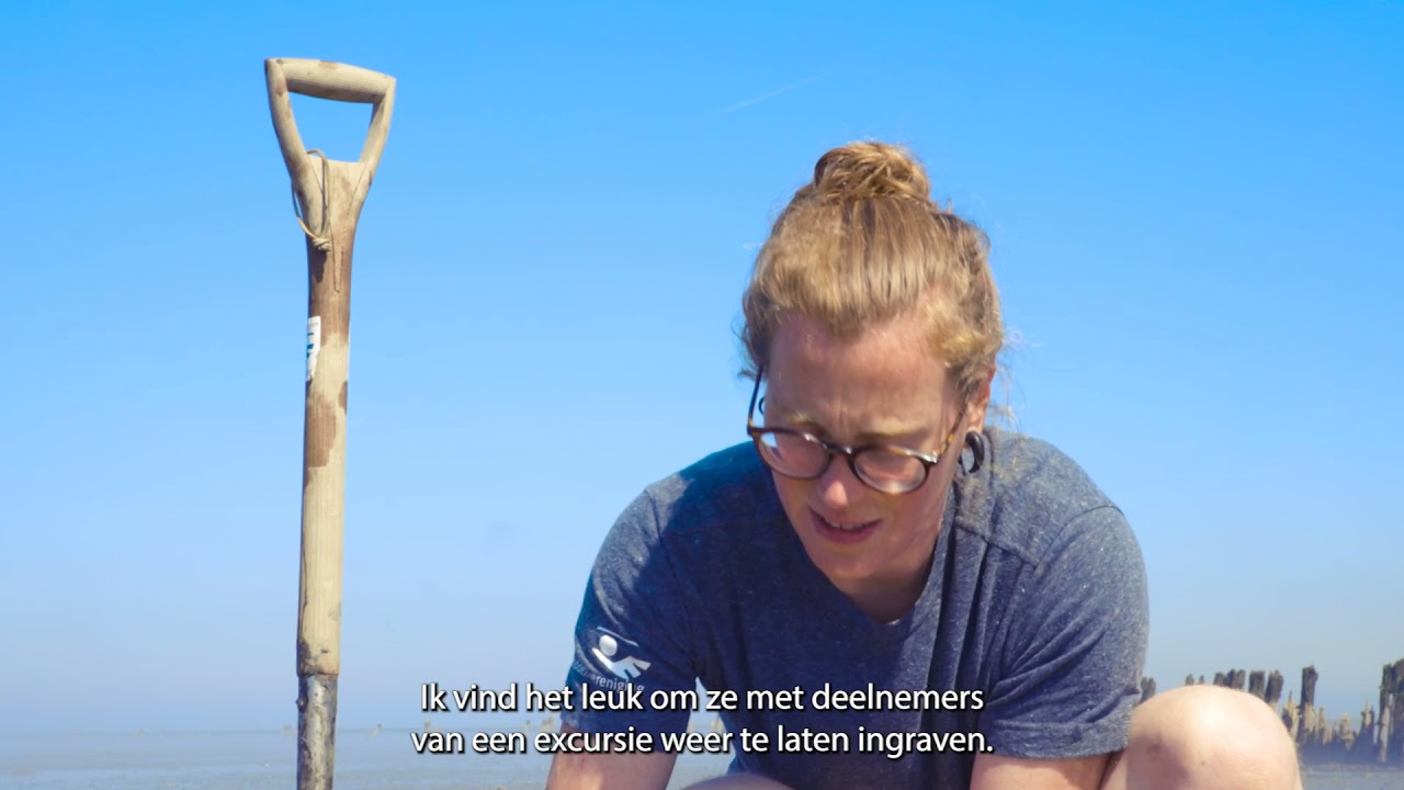 WERELDERFGOED || Kokkels in de Waddenzee