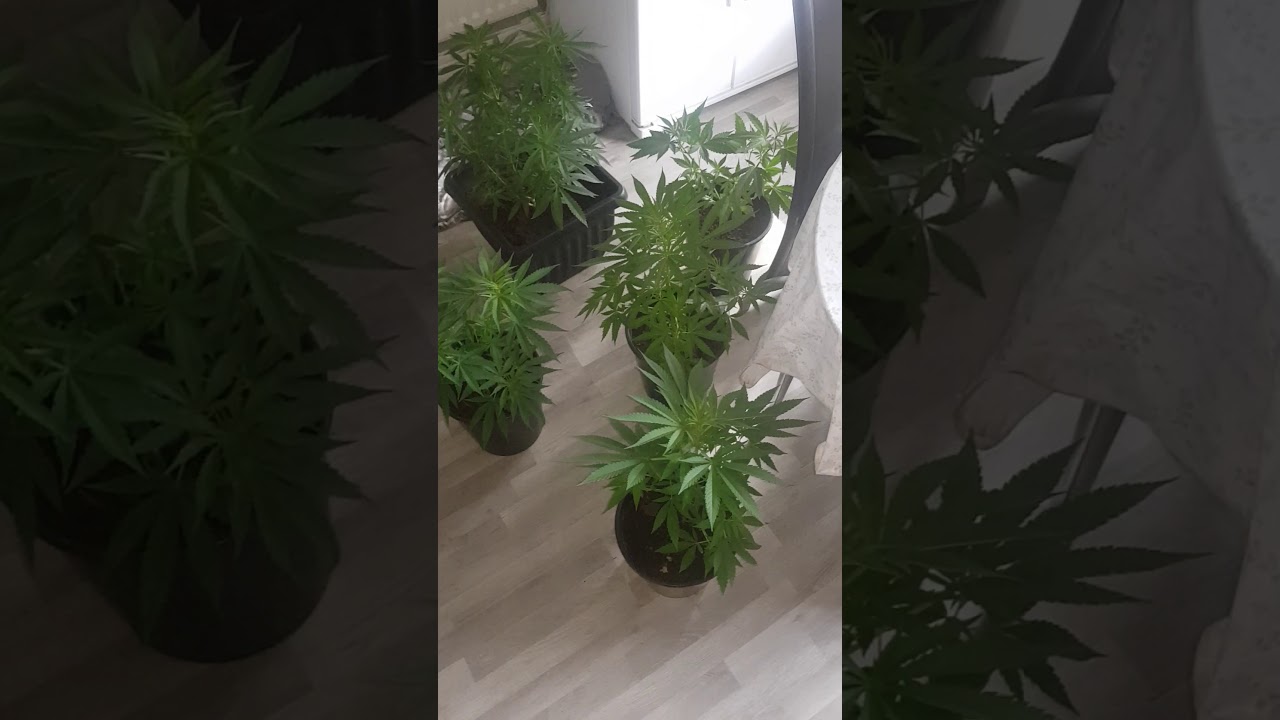 UK grow🌱