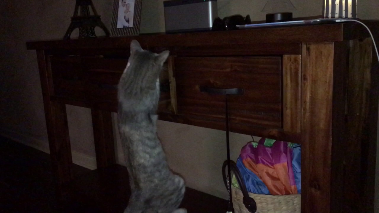 Bengal antics