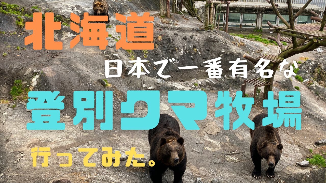 北海道登別クマ牧場で、巨大ヒグマとご対面！！