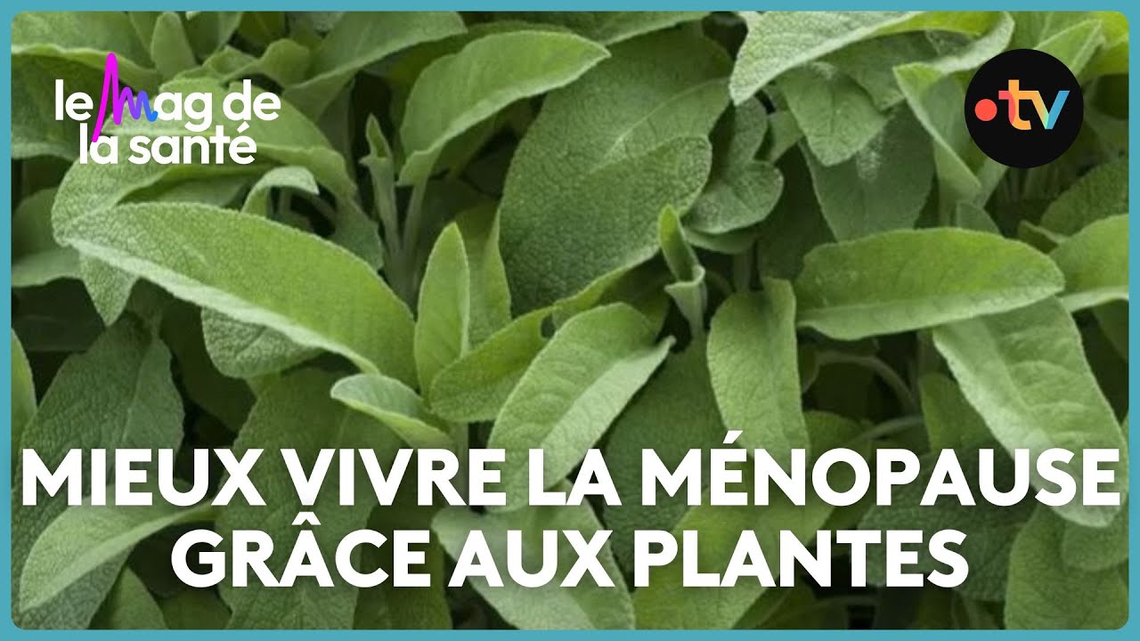 Sauge, houblon, soja, prêle : ces plantes qui apaisent les symptômes de la ménopause
