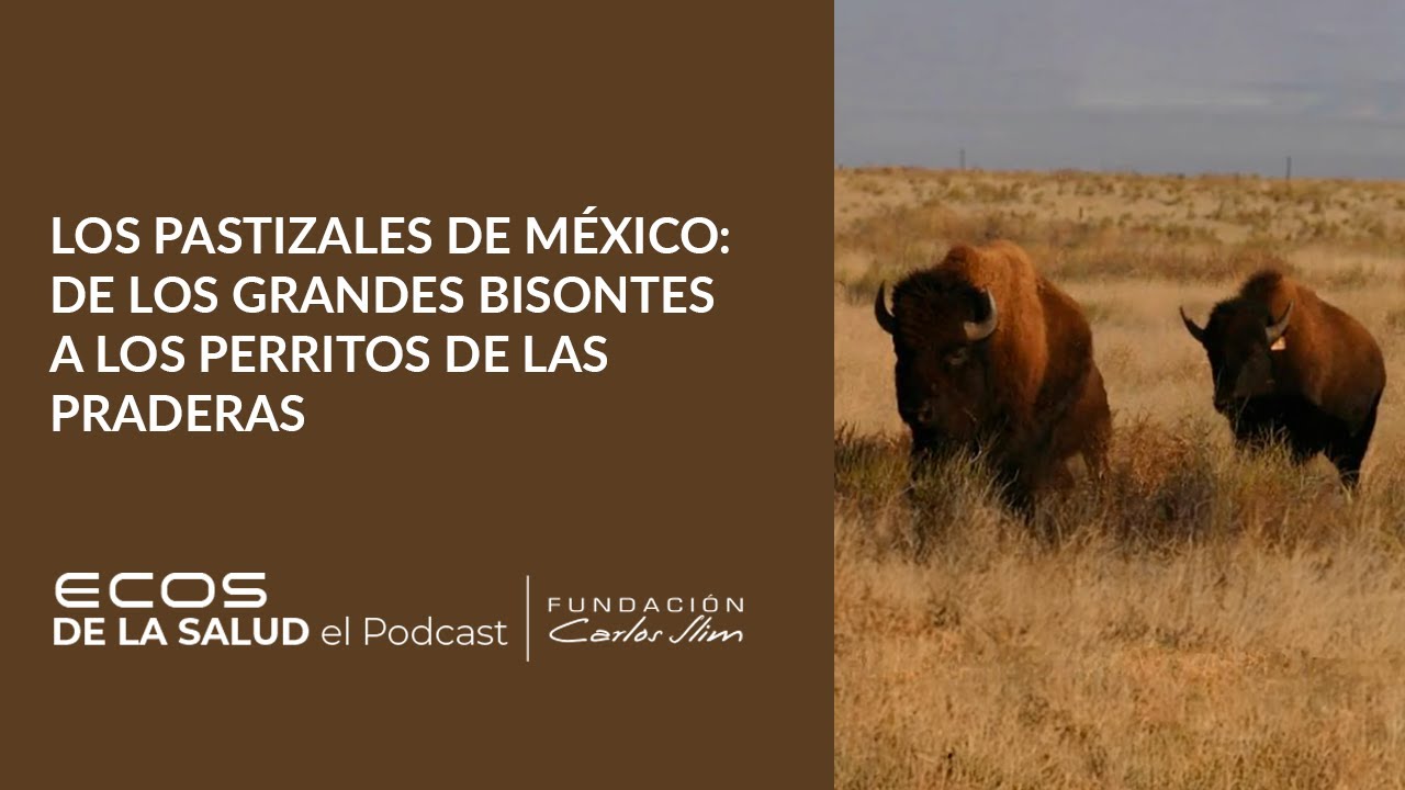 Los pastizales de México: de los grandes bisontes a los perritos de las praderas